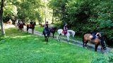 Stages d'équitation