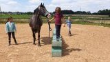 Stages d'équitation