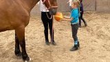 Stages d'équitation